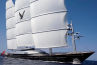 Maltese Falcon