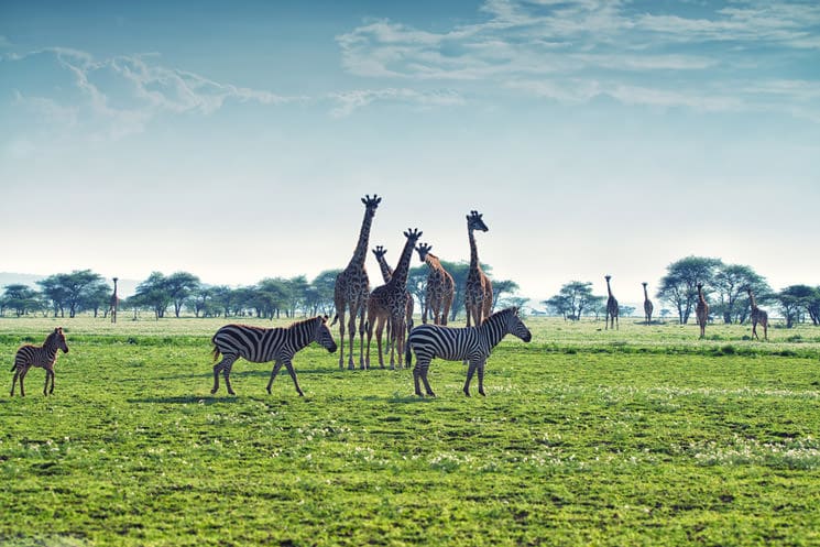Serengeti-im-Norden-Tansanias