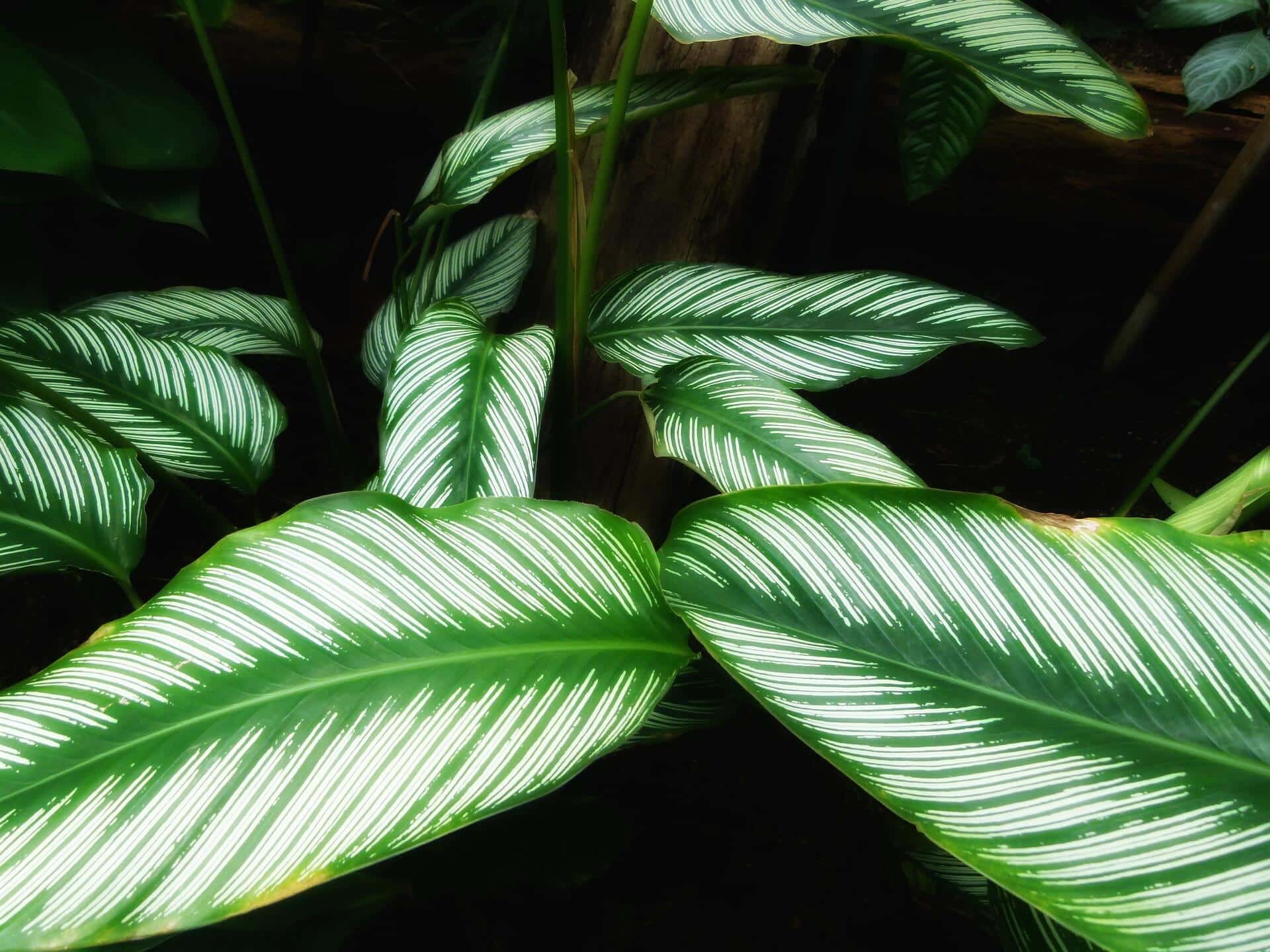 Exotisch wohnen - der Urban Jungle Einrichtungsstil Exotisch wohnen - der Urban Jungle Einrichtungsstil