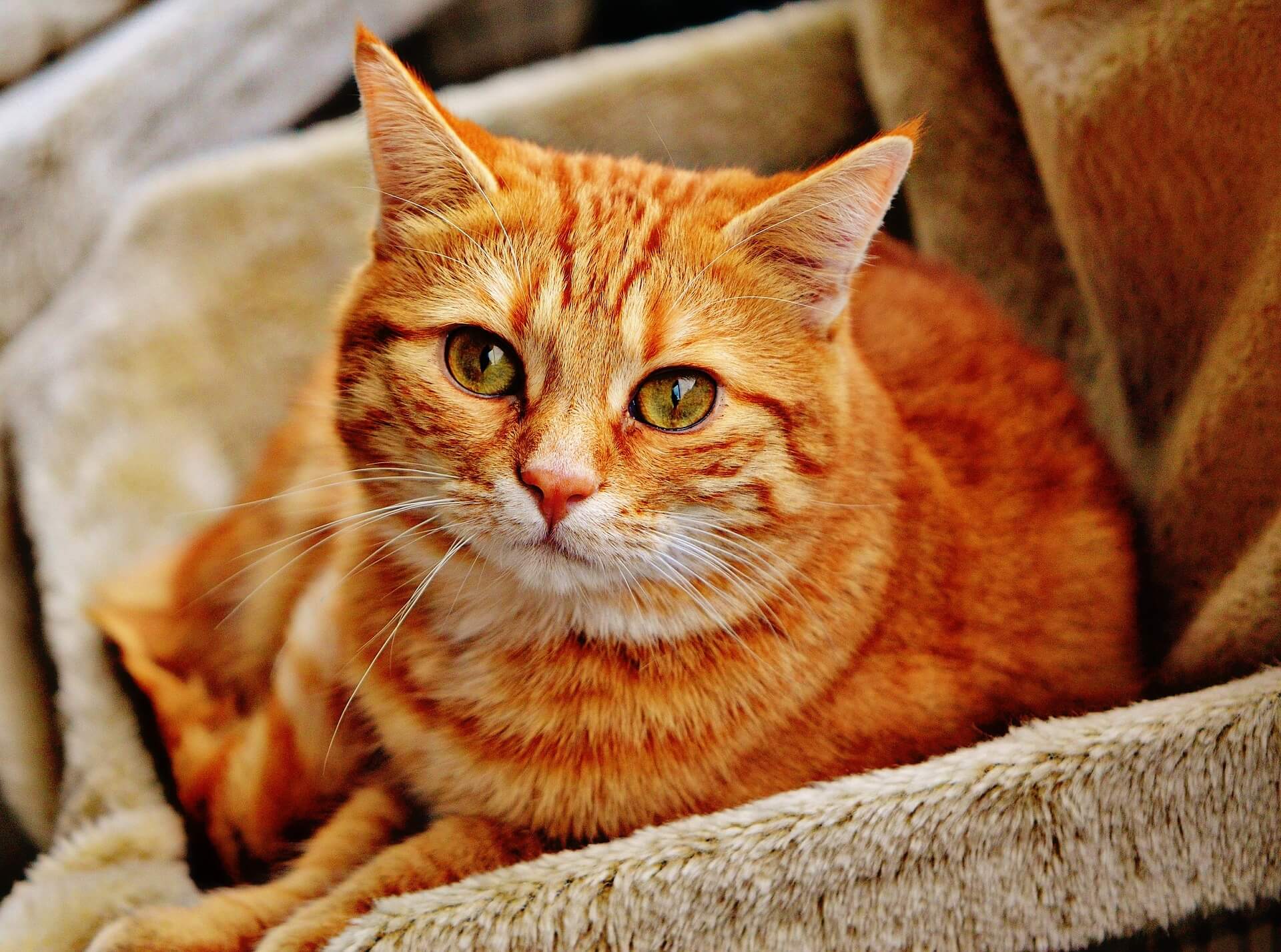 Warum ist qualitativ hochwertiges Katzenfutter wichtig? Warum ist qualitativ hochwertiges Katzenfutter wichtig?
