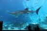 Georgia Aquarium, Atlanta – Der Gigant unter den Aquarien