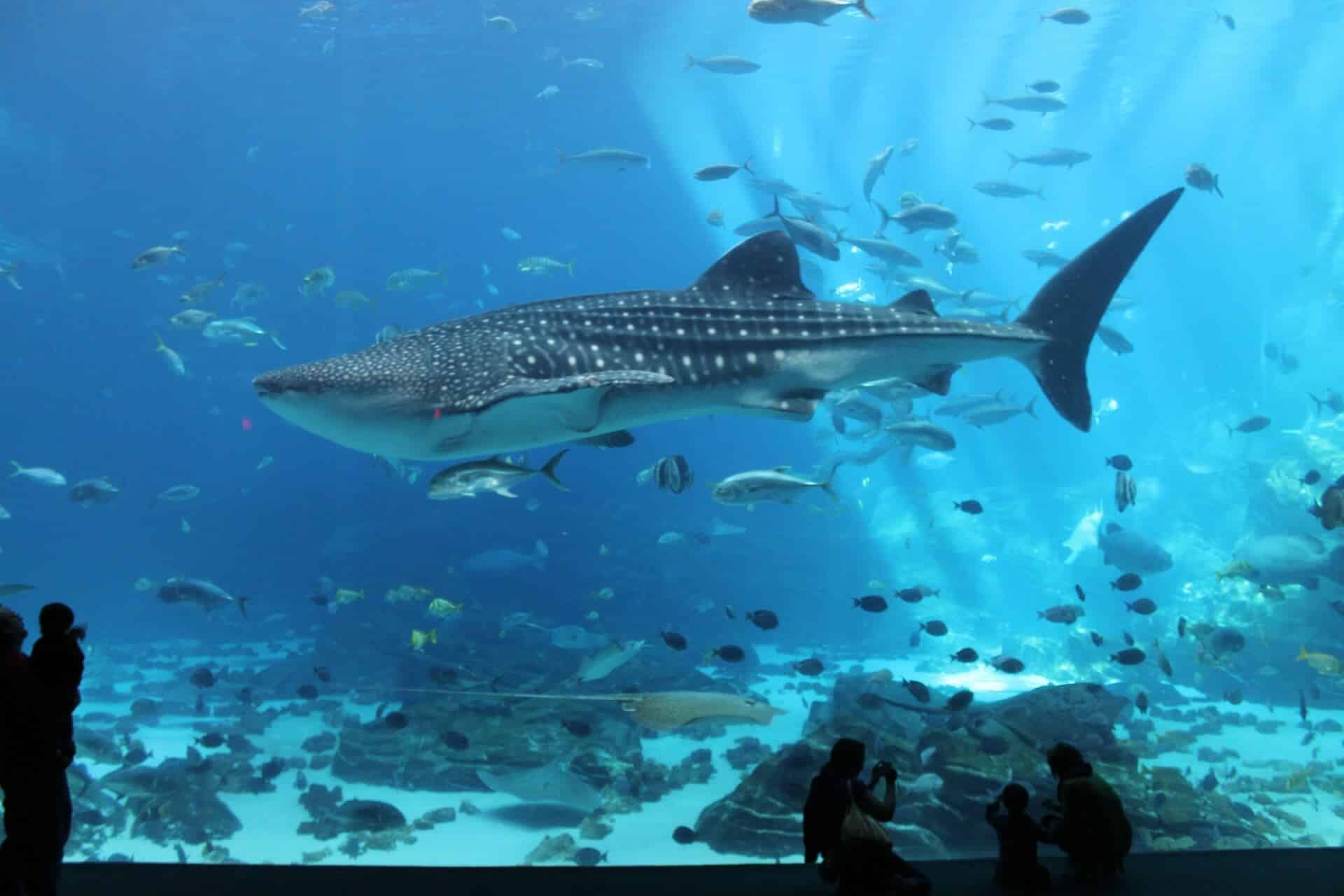 Georgia Aquarium, Atlanta – Der Gigant unter den Aquarien Georgia Aquarium, Atlanta – Der Gigant unter den Aquarien