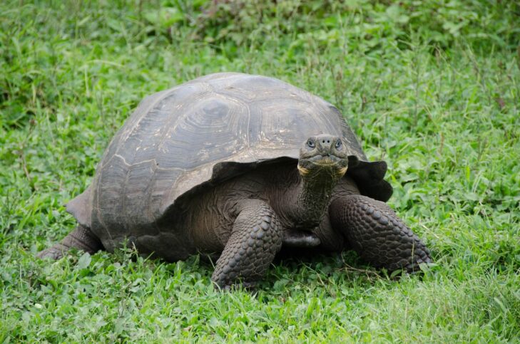 Landschildkröten